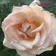 A peach garden rose in full bloom