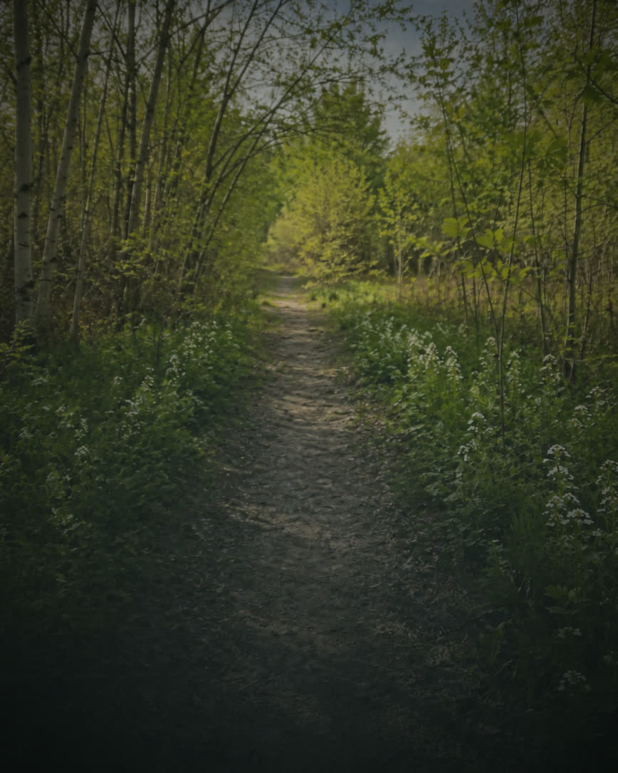 A footpath winding through spring-green woods lined with white wildflowers.